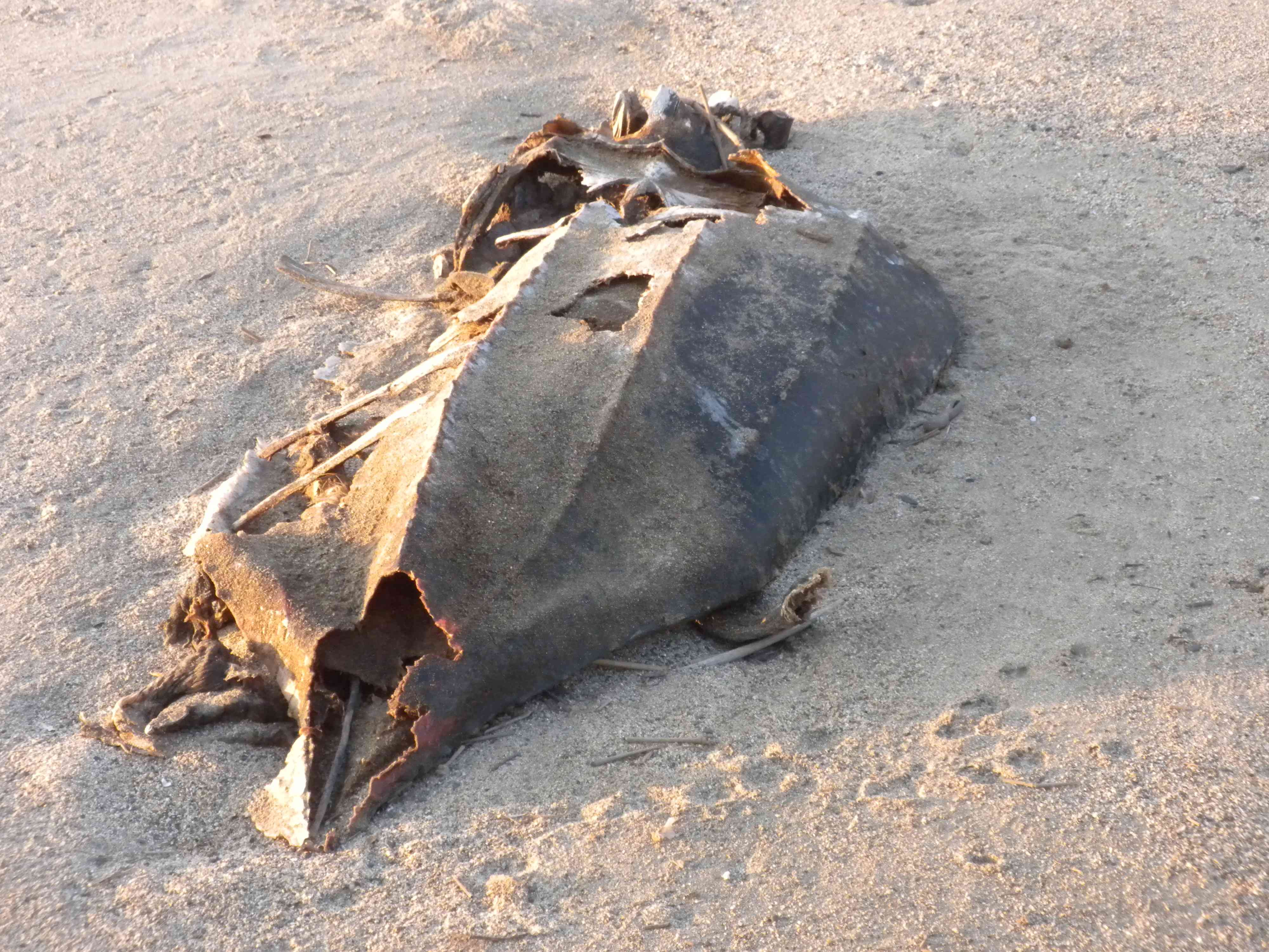 Laud sea turtle carcass