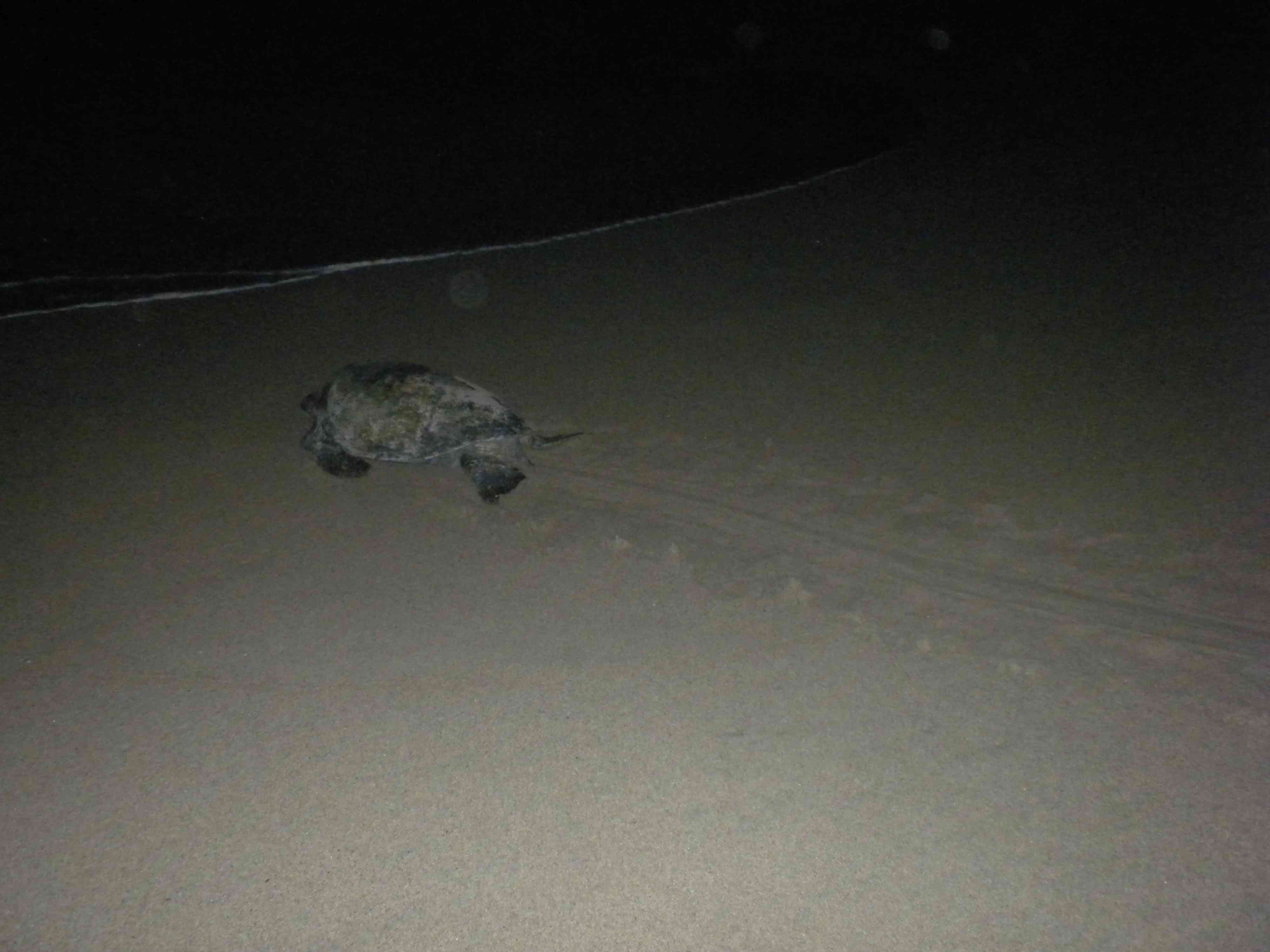 Prieta sea turtle, almost home